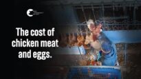 The Slaughter of Meat, and Egg-laying Chickens | E.T Chicken Processors
