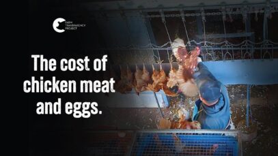 The Slaughter of Meat, and Egg-laying Chickens | E.T Chicken Processors