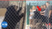 This Poor Bear’s Story Will Break Your Heart