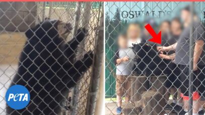 This Poor Bear’s Story Will Break Your Heart