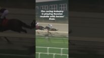 TRAGIC: horse dead after a horrific fall on a race track