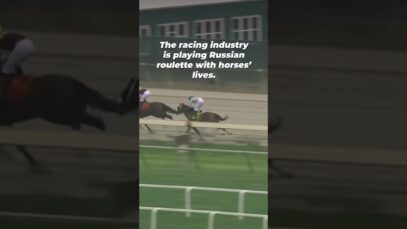 TRAGIC: horse dead after a horrific fall on a race track
