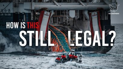 What Must Change in Antarctica to Stop the Destruction