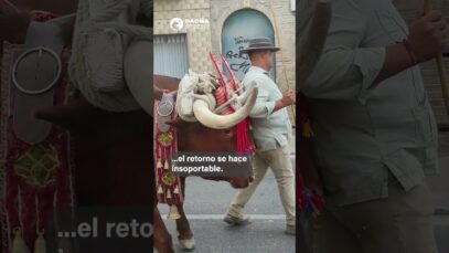 Así vuelven de El Rocío los animales tras la romería