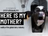 Breaking Investigation: Animal Equality uncovers abuse at dairy farms in Spain