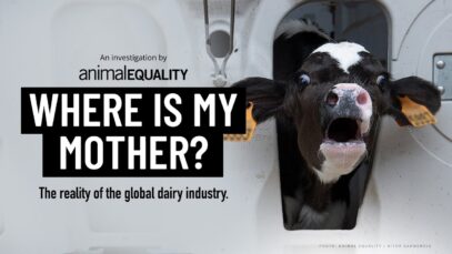 Breaking Investigation: Animal Equality uncovers abuse at dairy farms in Spain