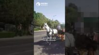 CALESAS CABALLAOS A 44 GRADOS