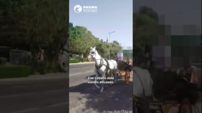 CALESAS CABALLAOS A 44 GRADOS
