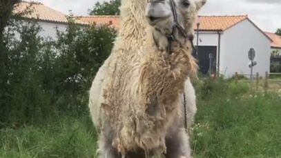 Cirque Tony Zavatta : pour les animaux « domestiques » ou sauvages, les mêmes souffrances