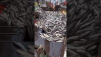 Commercial fishing is destroying the ocean. #govegan