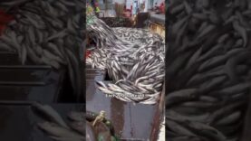 Commercial fishing is destroying the ocean. #govegan