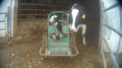 Crying Mothers, Bleeding Bodies: Inside a New Dairy Investigation