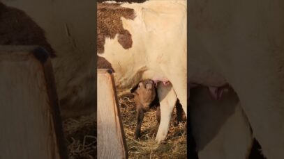 Der Tag der Milch