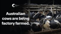 Did Your Milk Come From a Factory Farm? | Dairy Factory Farms