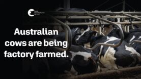 Did Your Milk Come From a Factory Farm? | Dairy Factory Farms