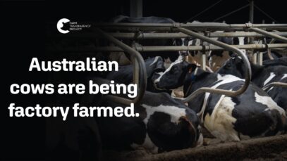 Did Your Milk Come From a Factory Farm? | Dairy Factory Farms