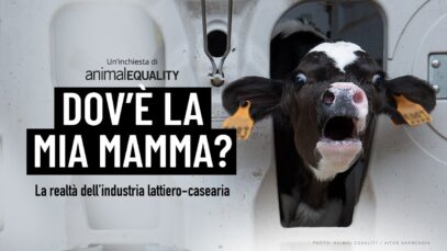 Dov’è la mia mamma? La realtà dell’industria lattiero-casearia