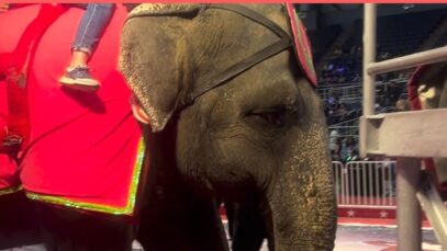 Elderly Elephant FORCED to Perform in Cruel Circus