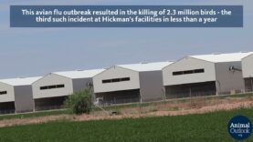 Hickman’s Eggs: