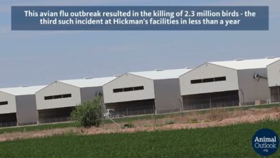 Hickman’s Eggs: