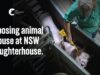 Our 30th slaughterhouse exposed | Cowra Meat Processors