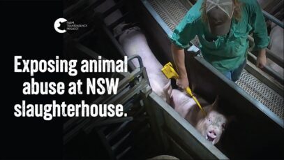 Our 30th slaughterhouse exposed | Cowra Meat Processors