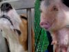 U.S. Gov’t-Approved Hellhole Dog Laboratory Exposed—Shut it Down