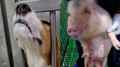 U.S. Gov’t-Approved Hellhole Dog Laboratory Exposed—Shut it Down