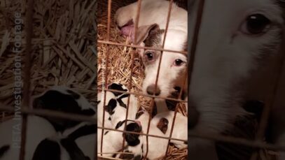 Dogs are not commodities to buy and sell …