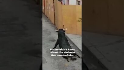 He is fighting for his life! #shorts #bullfighting #bullfight #animalrights #govegan #bullrun
