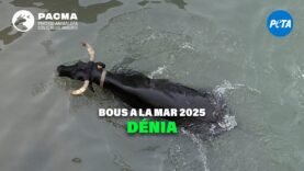 PACMA DOCUMENTA LA CRUELDAD DE LOS BOUS A LA MAR EN DÉNIA