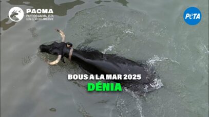 PACMA DOCUMENTA LA CRUELDAD DE LOS BOUS A LA MAR EN DÉNIA