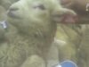 PETA Asia Investigation: The Slaughter Behind New Zealand’s ‘Humane’ Wool