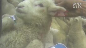 PETA Asia Investigation: The Slaughter Behind New Zealand’s ‘Humane’ Wool