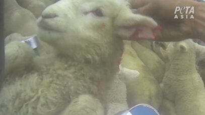PETA Asia Investigation: The Slaughter Behind New Zealand’s ‘Humane’ Wool