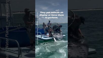 SeaWorld doesn’t want you to see this. #seaworld #mantaray #endangeredspecies #fishing #viralshorts
