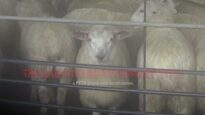 The Slaughter Behind New Zealand’s ‘Humane’ Wool