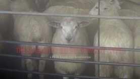 The Slaughter Behind New Zealand’s ‘Humane’ Wool