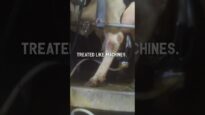 This is dairy!