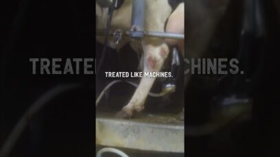 This is dairy!