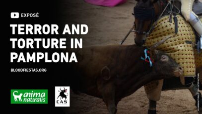 ‼️ This is the fate of every bull that runs in the San Fermín bull runs in Pamplona.