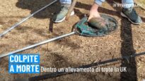 Nell’allevamento di trote di Bilbury (UK): un’indagine scioccante.