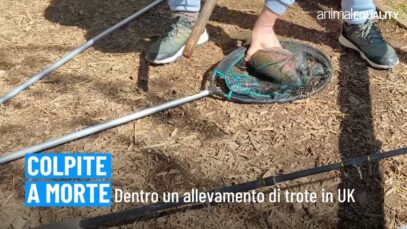Nell’allevamento di trote di Bilbury (UK): un’indagine scioccante.