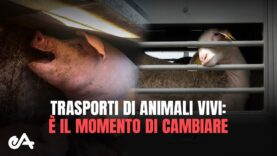 TRASPORTI DI ANIMALI VIVI: è il momento di cambiare