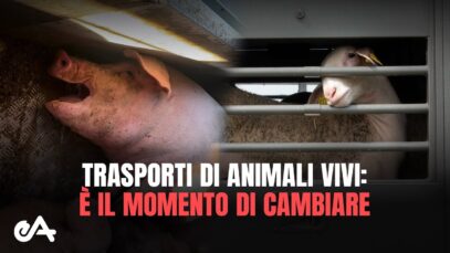 TRASPORTI DI ANIMALI VIVI: è il momento di cambiare