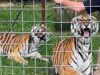 Abusive Roadside Zoo “Trainer” Fatally Attacked by Tiger