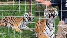 Abusive Roadside Zoo “Trainer” Fatally Attacked by Tiger