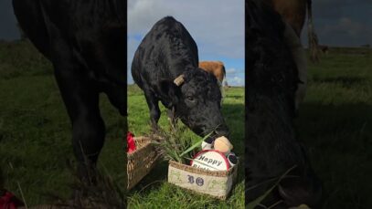 Bos 11. Geburtstag