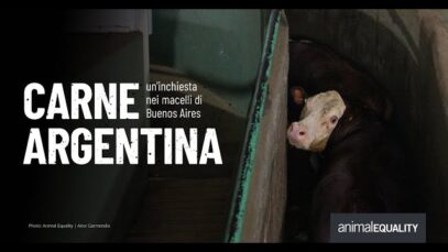 Carne argentina: un’inchiesta nei macelli di Buenos Aires