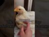 Chicken Rescue